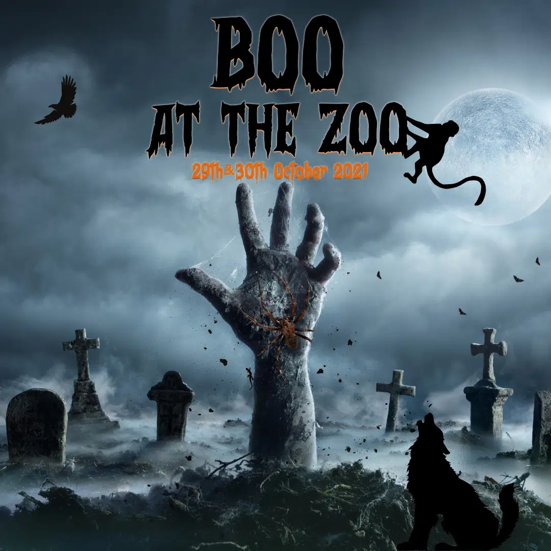 Boo at the Zoo 2021 1200x628 1.png 1